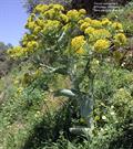 Ferula 